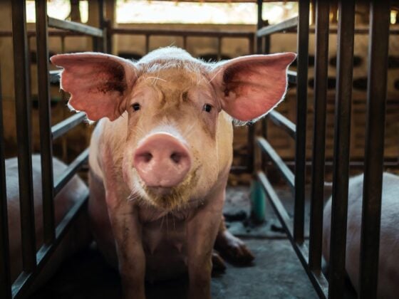 Ein Schwein steht zwischen Metallgittern in einem Stall und blickt direkt in die Kamera