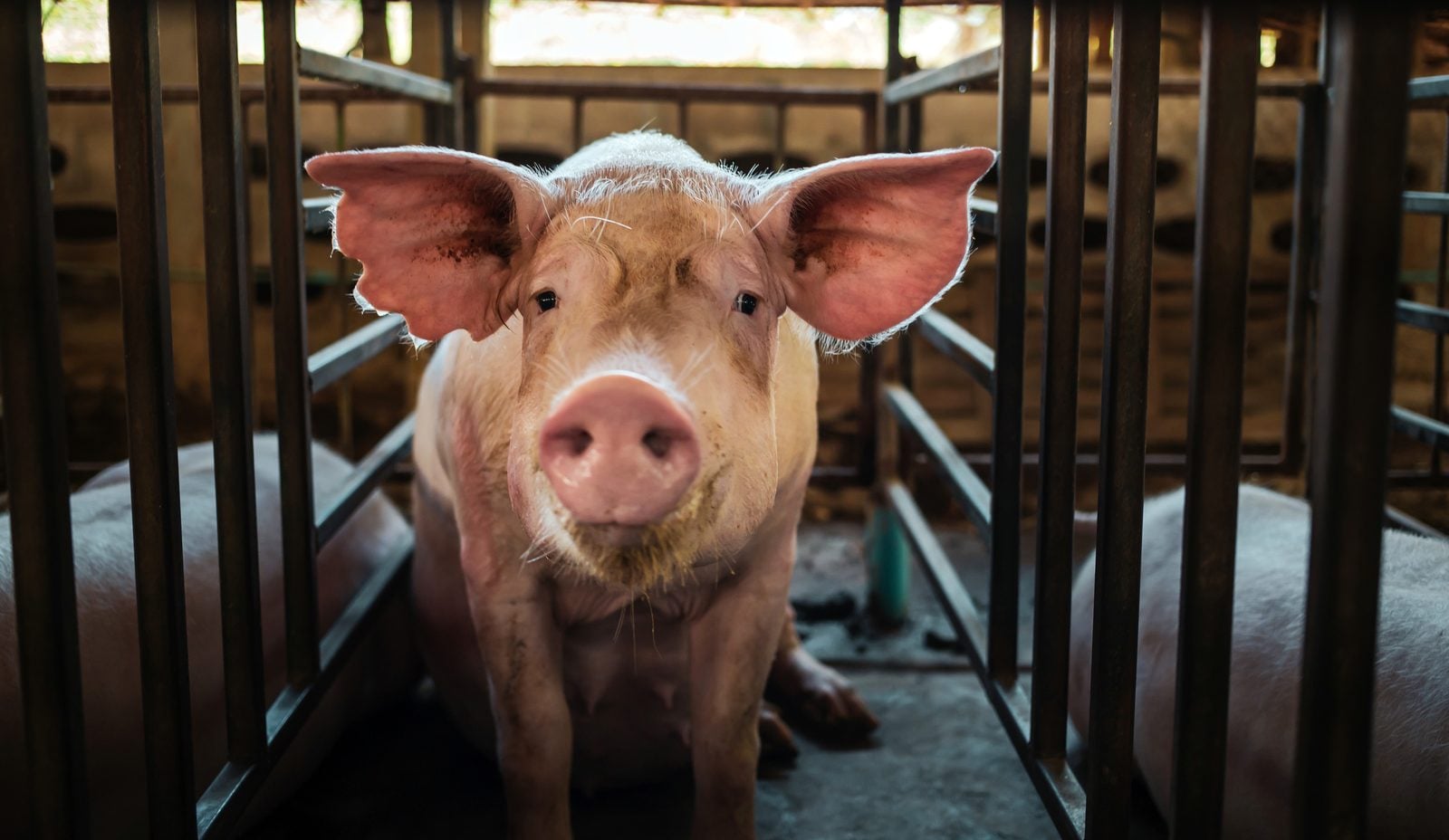 Ein Schwein steht zwischen Metallgittern in einem Stall und blickt direkt in die Kamera