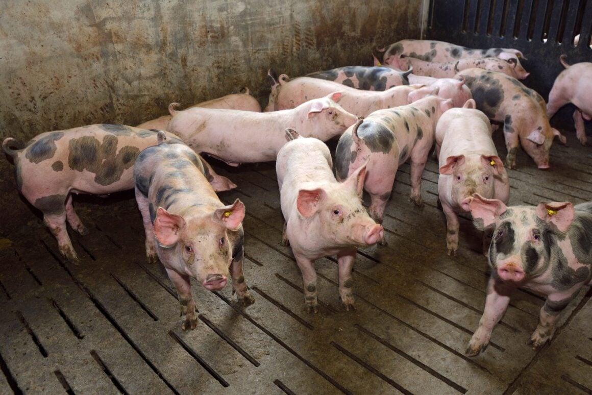 Mehrere junge Schweine mit Ohrmarken stehen in einer Stallbucht auf Spaltenboden und schauen in die Kamera