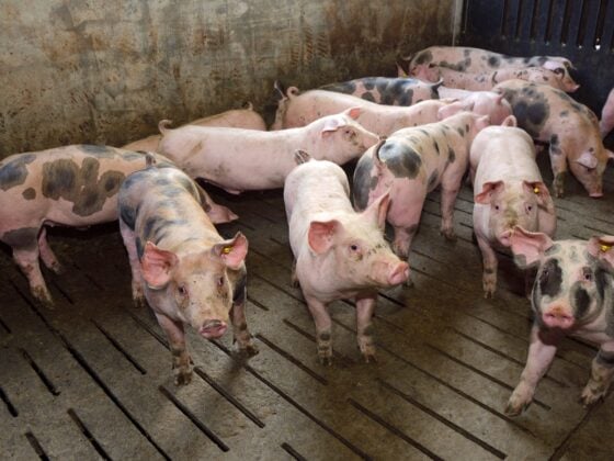 Mehrere junge Schweine mit Ohrmarken stehen in einer Stallbucht auf Spaltenboden und schauen in die Kamera