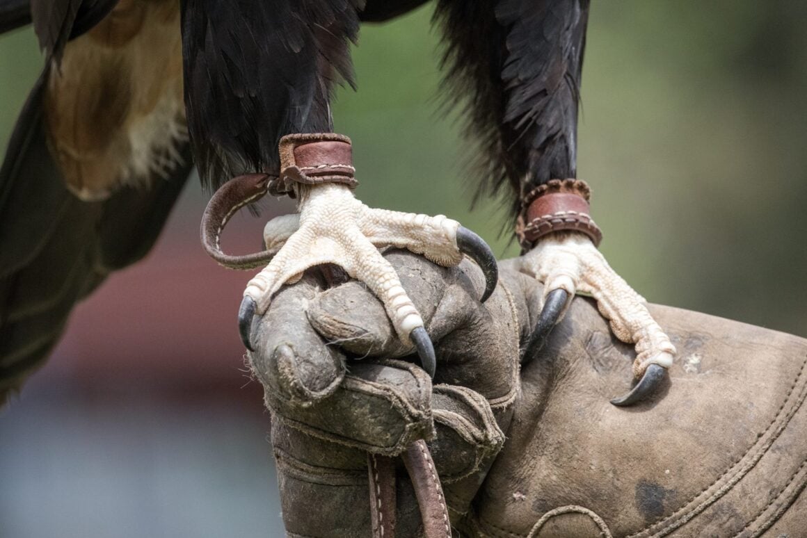 Nahaufnahme der Fänge eines großen Greifvogels mit Lederriemen an den Beinen auf einem Falknerhandschuh