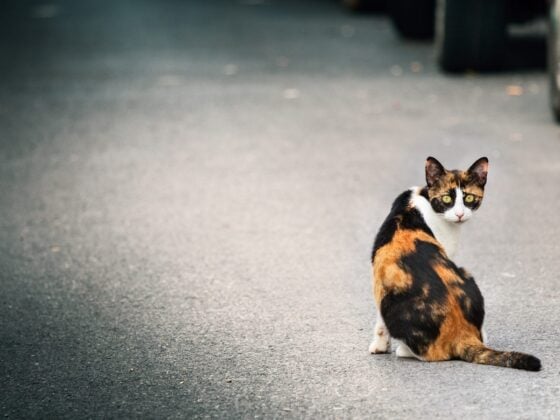 Dreifarbige Katze sitzt allein auf einer Straße zwischen geparkten Autos und schaut in die Kamera