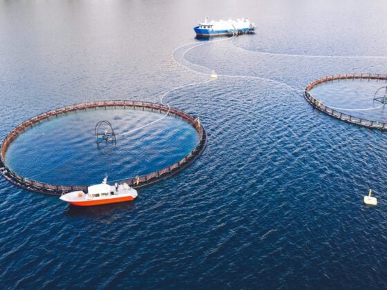 Luftaufnahme einer Lachsfarm in Norwegen: runde Netzgehege im Meer, daneben ein Arbeitsboot