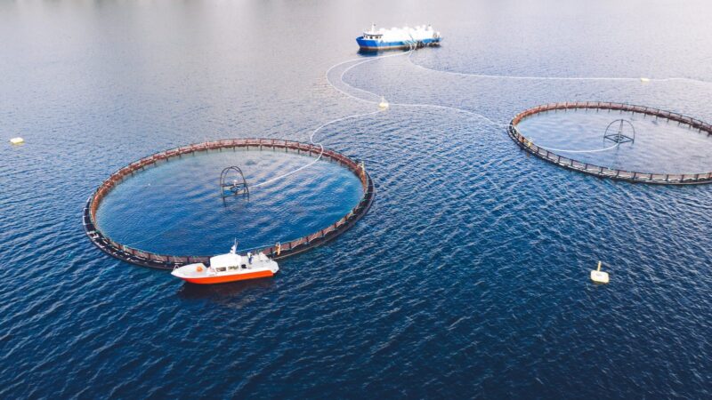 Luftaufnahme einer Lachsfarm in Norwegen: runde Netzgehege im Meer, daneben ein Arbeitsboot