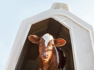 Rotbuntes Kalb steht allein in einer weißen Kälberhütte aus Kunststoff und schaut in die Kamera