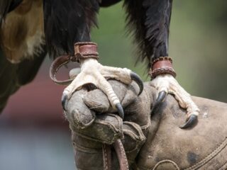 Close-up of a large bird of prey's talons with leather straps on its legs, resting on a falconer's glove