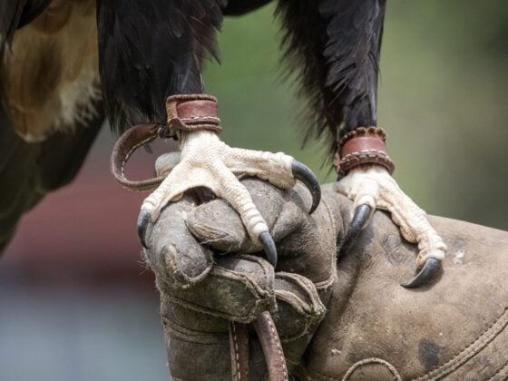 Close-up of a large bird of prey's talons with leather straps on its legs, resting on a falconer's glove