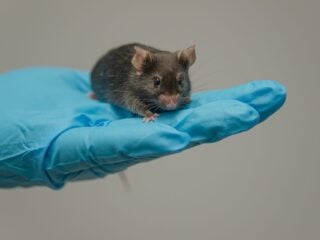 Dunkle Labormaus sitzt auf der Handfläche einer Person mit blauem Einmalhandschuh