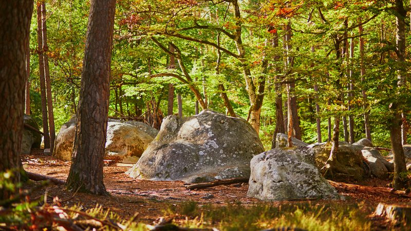Landschaft in Gâtinais: Sandsteinfelsen und Kiefern im Wald von Fontainebleau