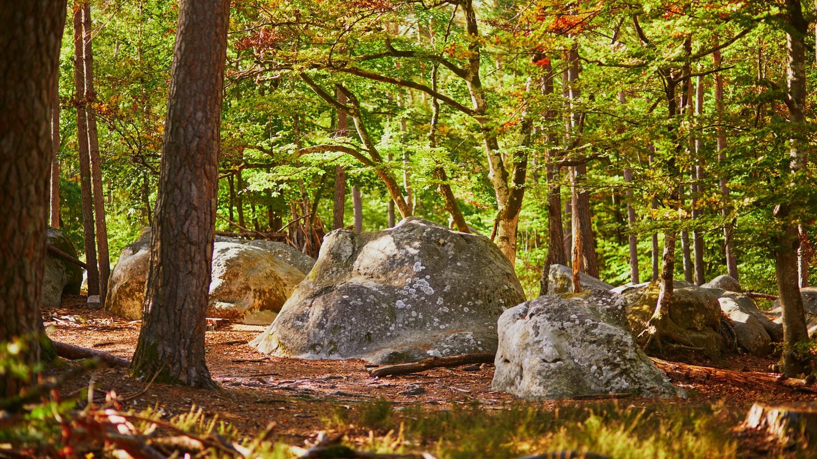 Landschaft in Gâtinais: Sandsteinfelsen und Kiefern im Wald von Fontainebleau