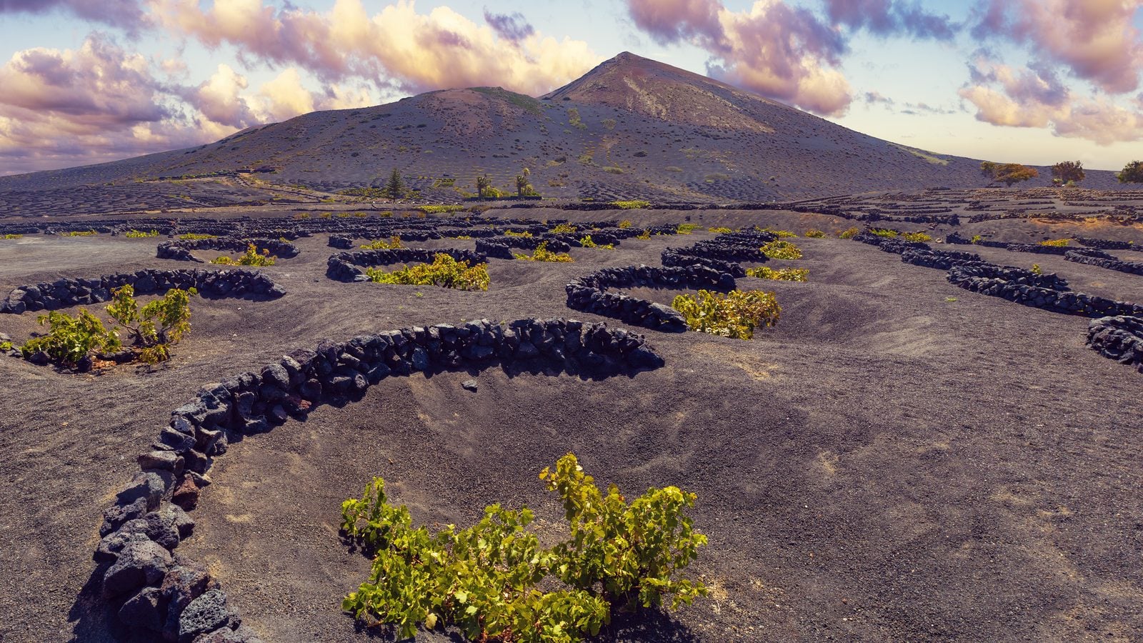 Landschaft in Lanzarote: Weinbau in schwarzer Vulkanasche in La Geria