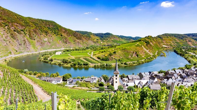 Landschaft in Moseltal: Moselschleife bei Bremm mit steilen Weinbergen