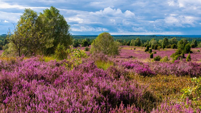 Landschaft in Niedersachsen: blühende Heide in der Lüneburger Heide bei Bispingen