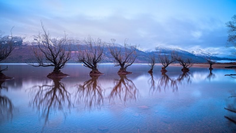 Landschaft in Otago: Weiden im Wasser des Lake Wakatipu bei Glenorchy vor schneebedeckten Bergen