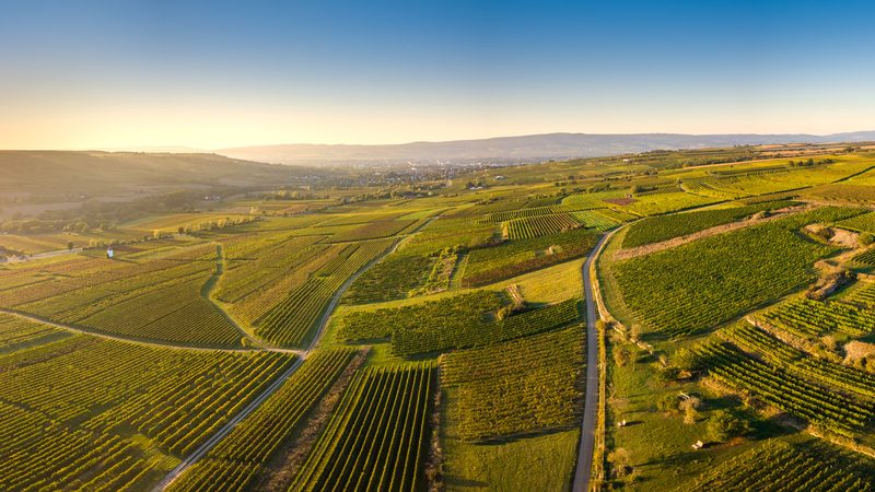 Landschaft in Rheinhessen: Weinberge bei Großwinternheim im Herbstlicht