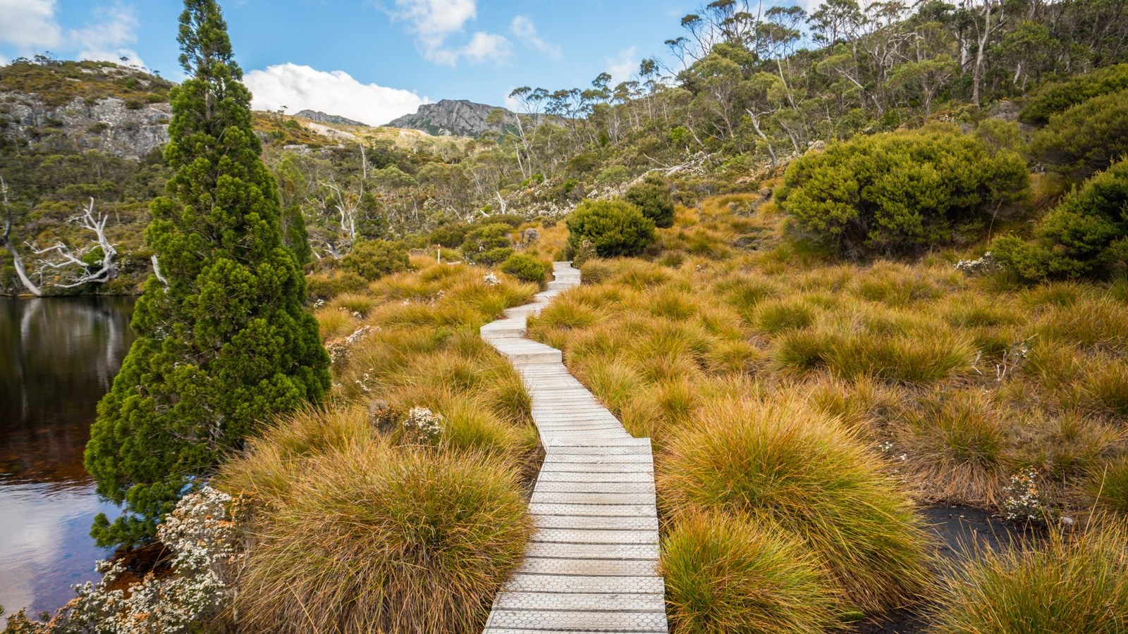 Landschaft in Tasmanien: Bohlenweg durch Buttongras und Bergwald im Cradle-Mountain-Nationalpark