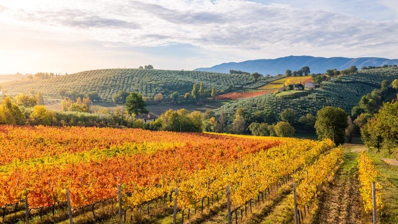 Landschaft in Umbrien: Weinberge bei Montefalco im Herbst