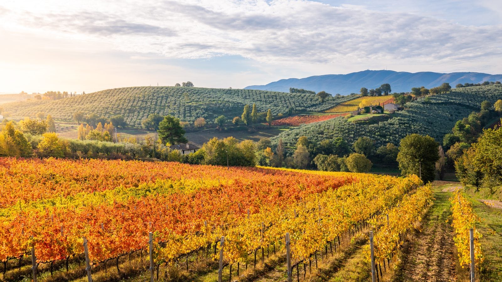 Landschaft in Umbrien: Weinberge bei Montefalco im Herbst