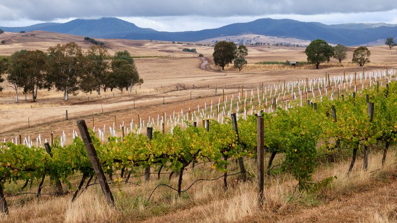 Landschaft in Victoria: Weinreben im High Country bei Mansfield