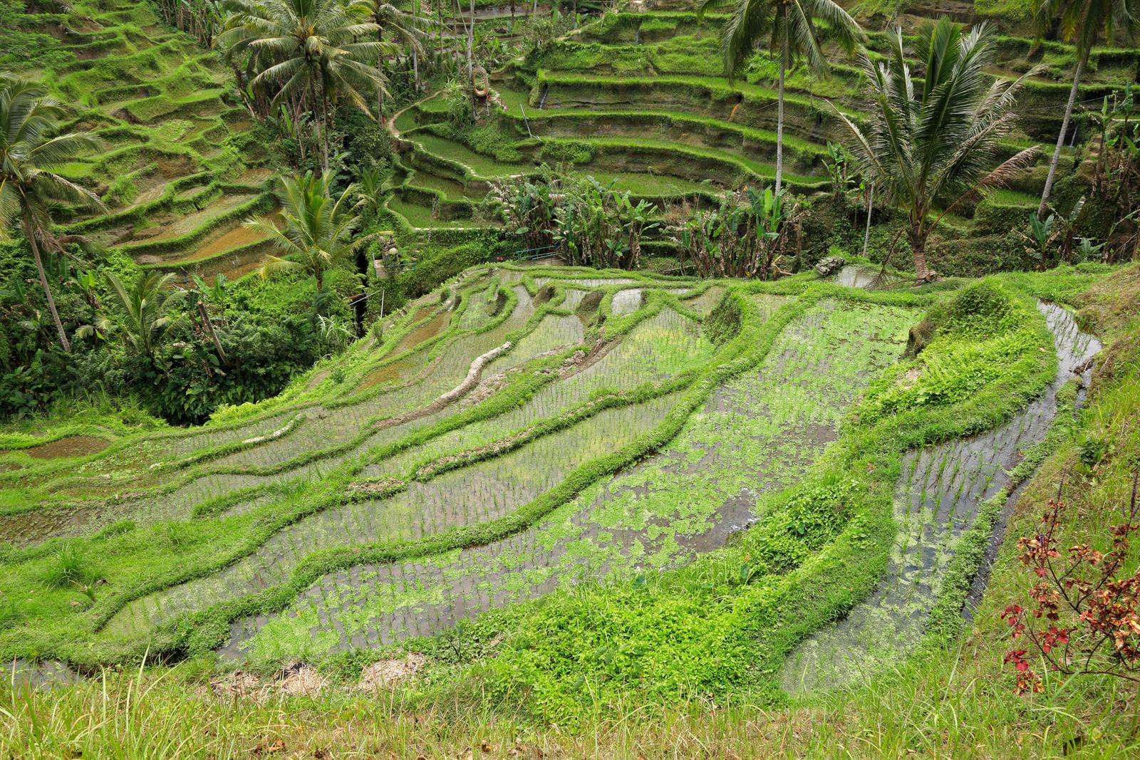 Landschaft in Bali