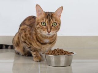 Getigerte Katze sitzt neben einem Napf mit Trockenfutter