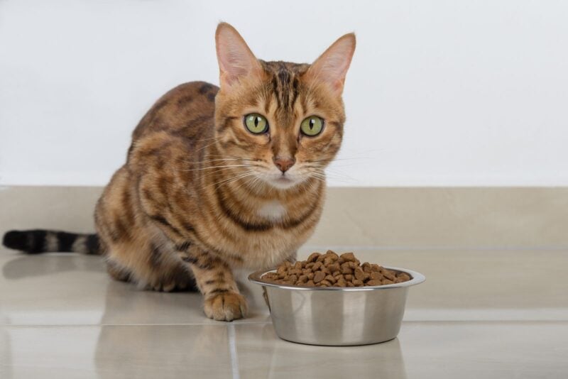 Getigerte Katze sitzt neben einem Napf mit Trockenfutter