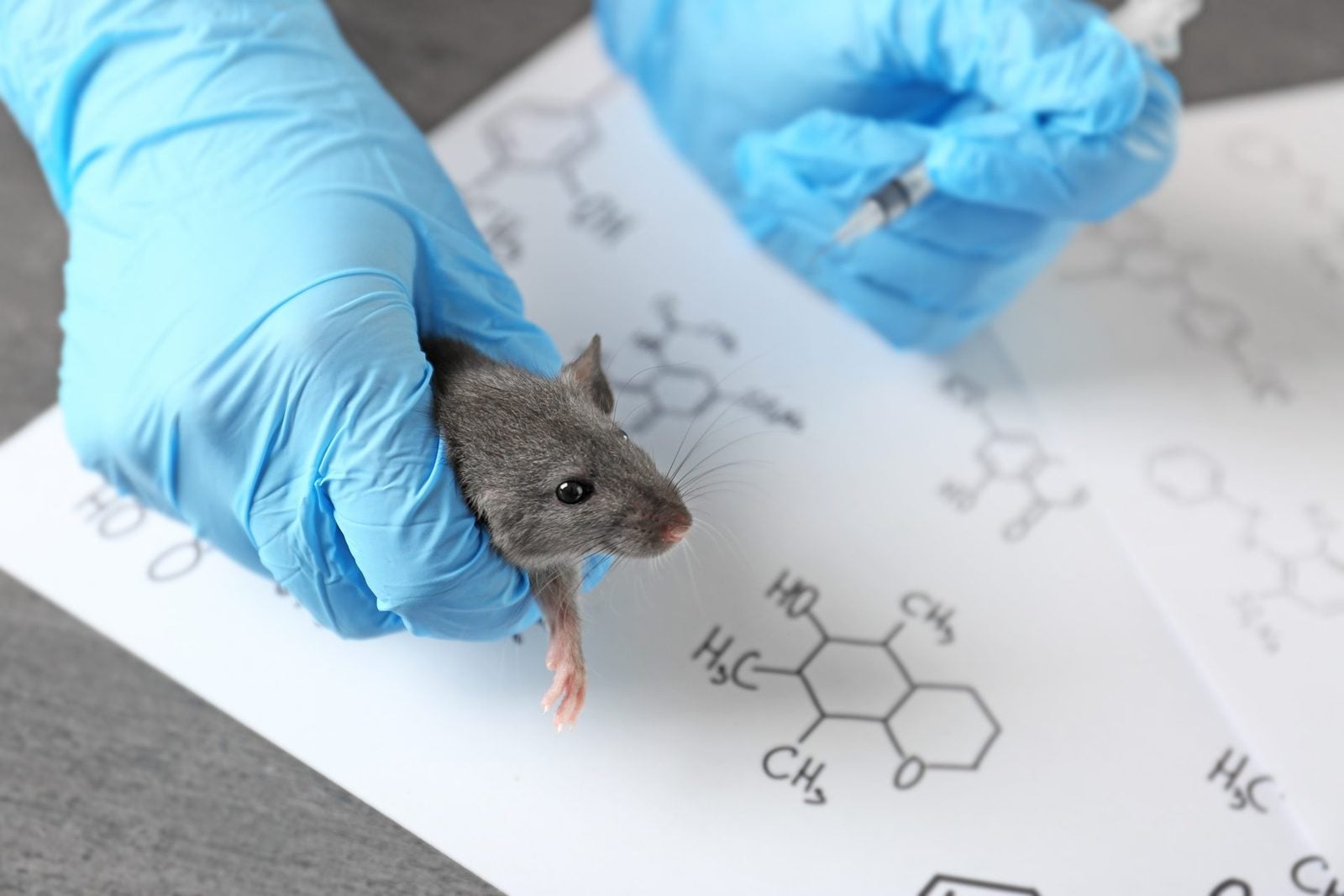 Hands in blue gloves holding a small rodent and giving it an injection above a sheet with chemical formulas