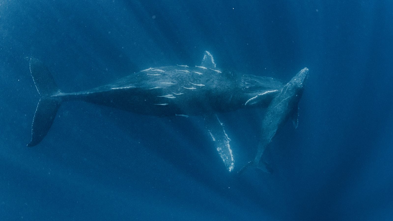 Whale mother swimming with her calf in the blue ocean
