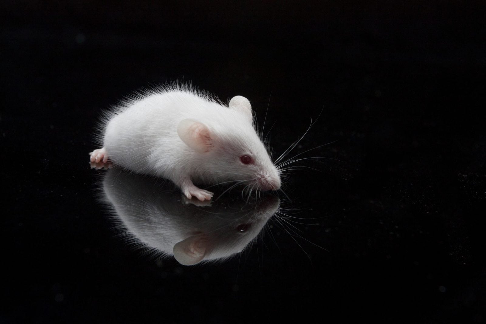 Weiße Maus mit roten Augen auf schwarzem, spiegelndem Untergrund