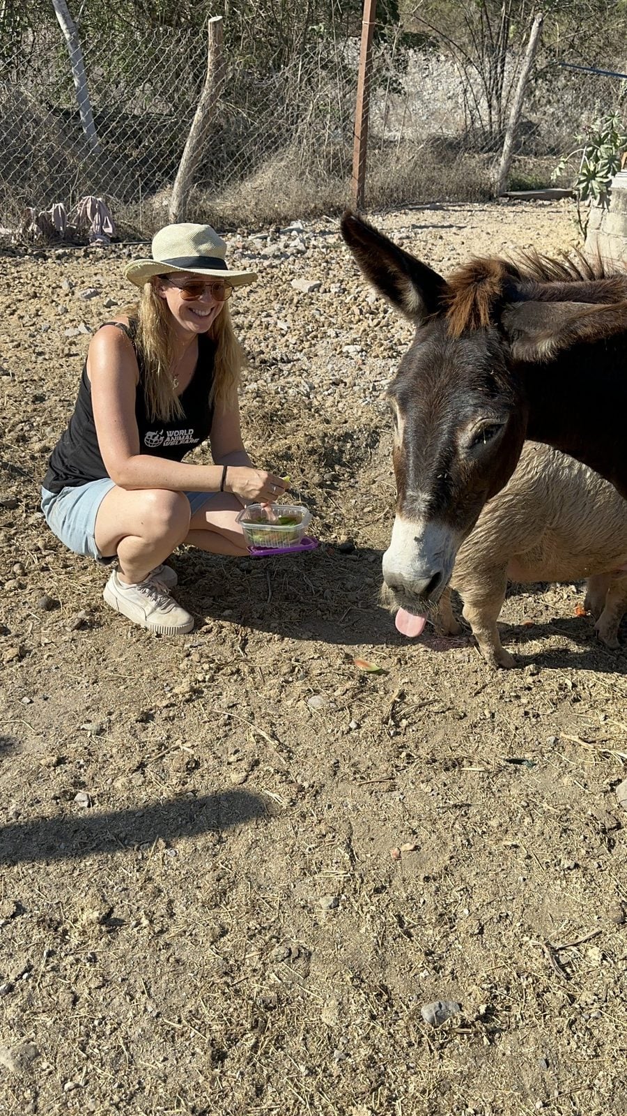 Volunteer crouching in an enclosure in front of a donkey, holding out a bowl