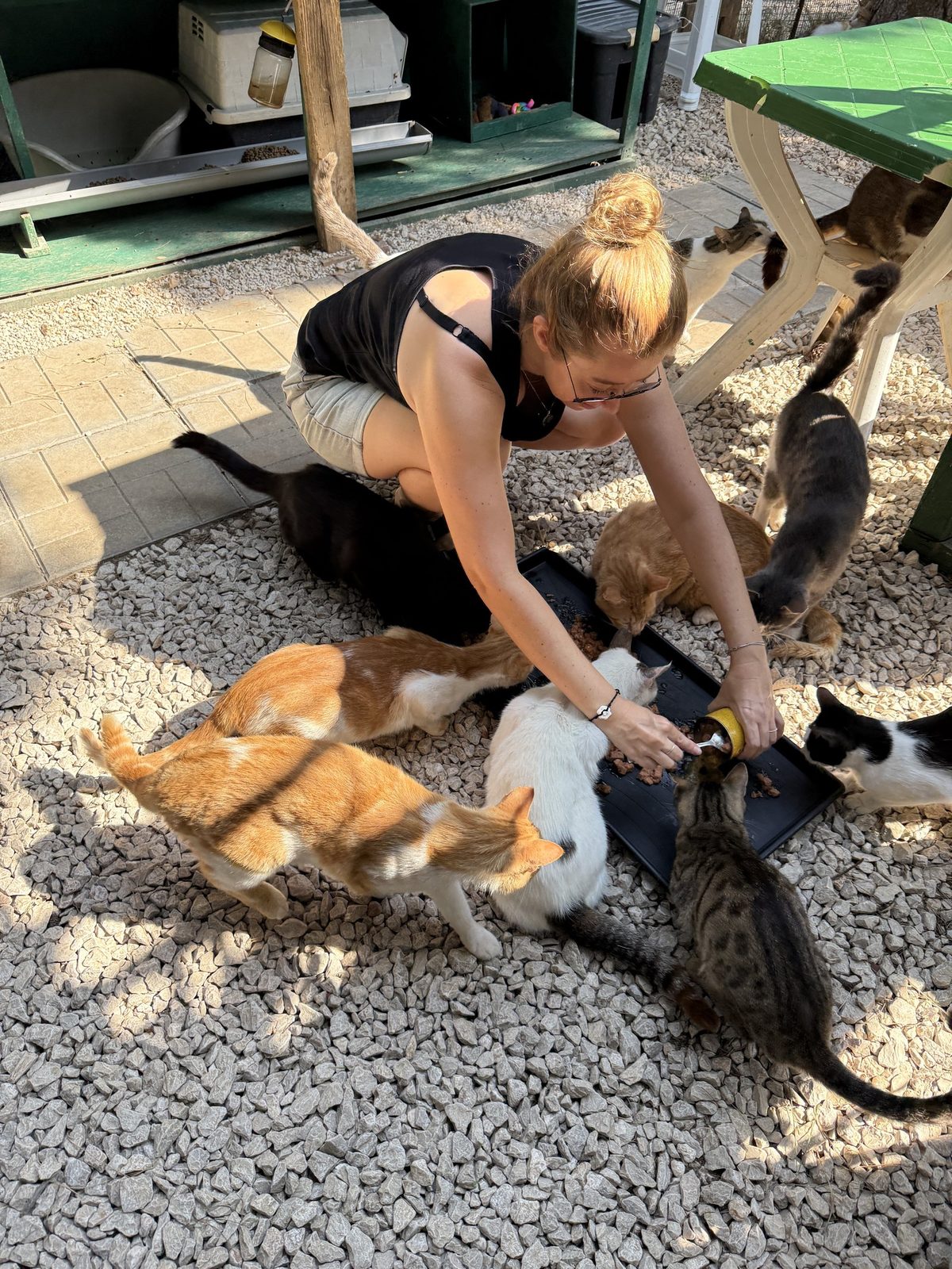 Volunteer feeding a group of street cats from shallow bowls on gravel