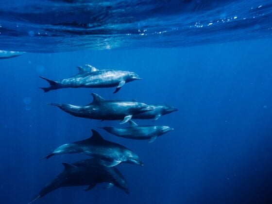 Eine Gruppe wild lebender Delfine schwimmt im tiefblauen Meer