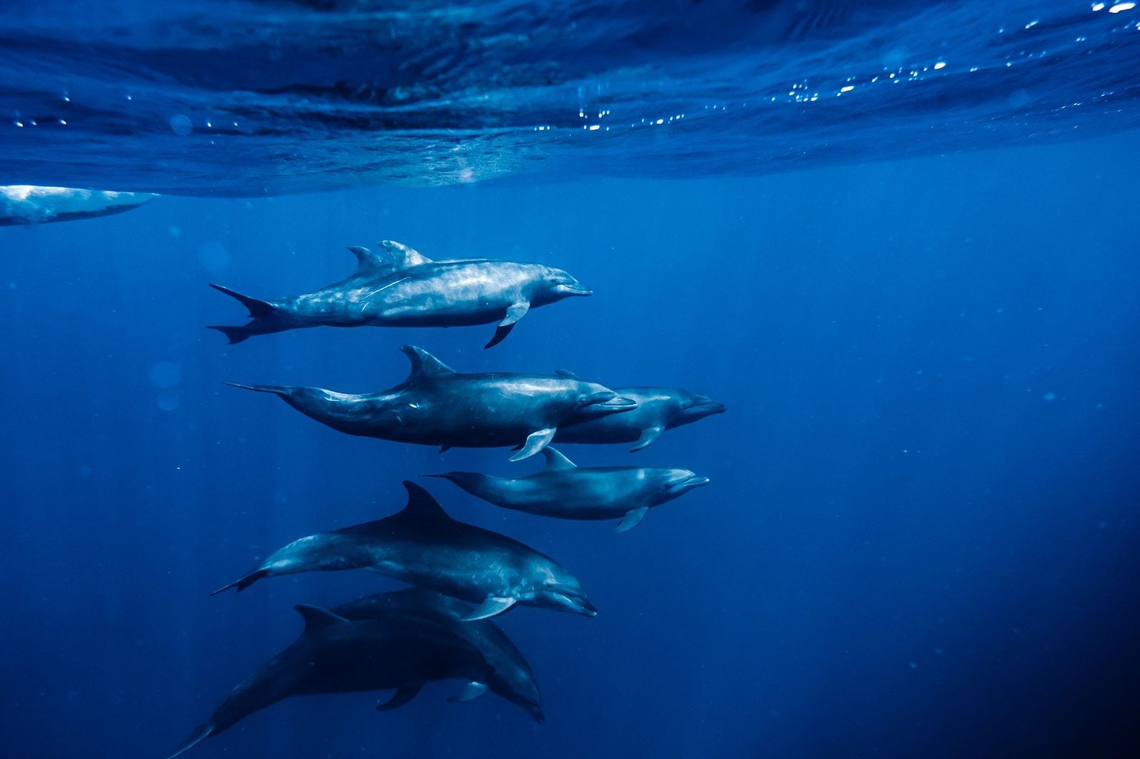Eine Gruppe wild lebender Delfine schwimmt im tiefblauen Meer