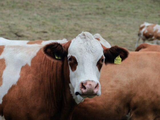 Rot-weißes Rind mit Ohrmarke blickt in die Kamera, dahinter weitere Rinder