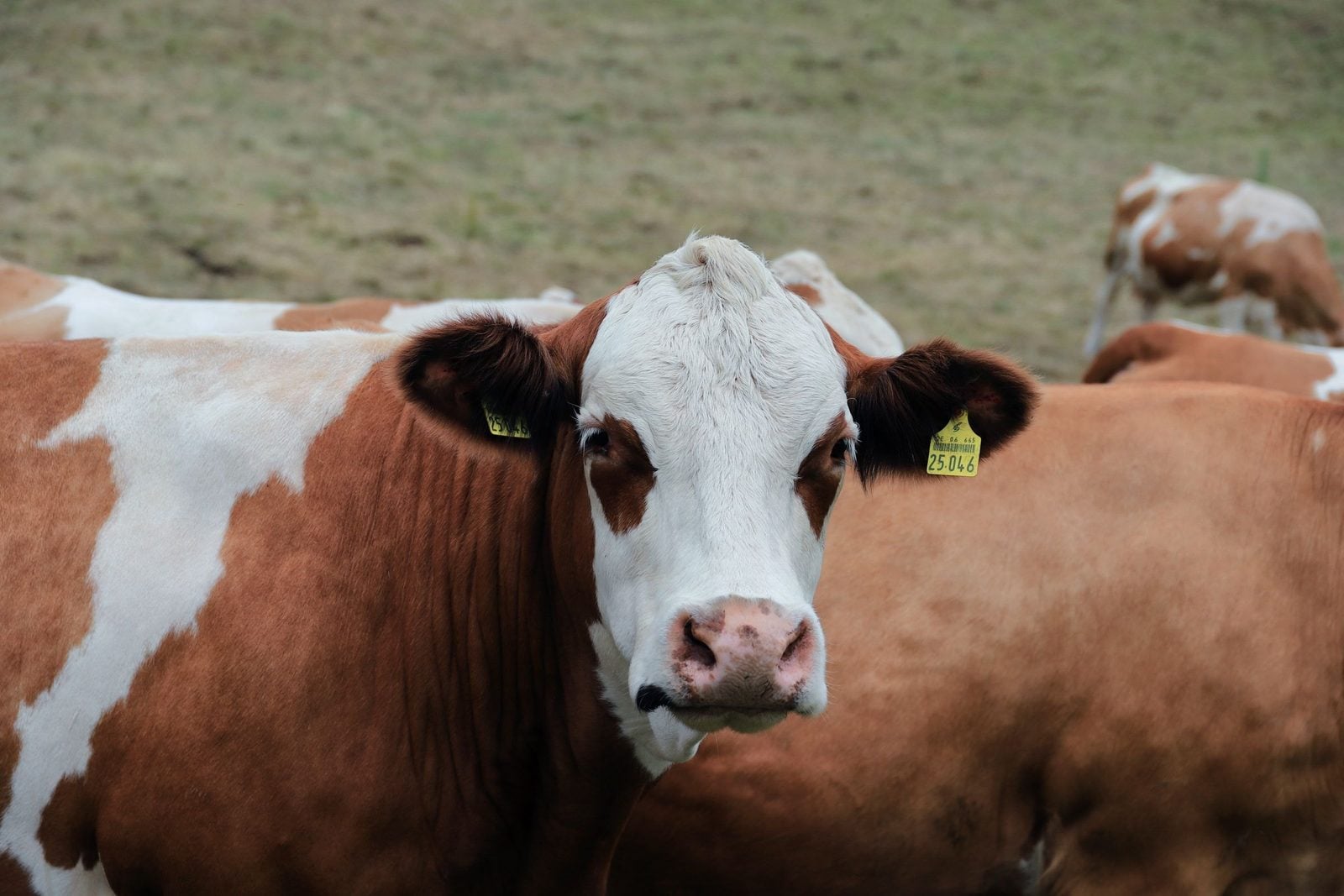 Rot-weißes Rind mit Ohrmarke blickt in die Kamera, dahinter weitere Rinder