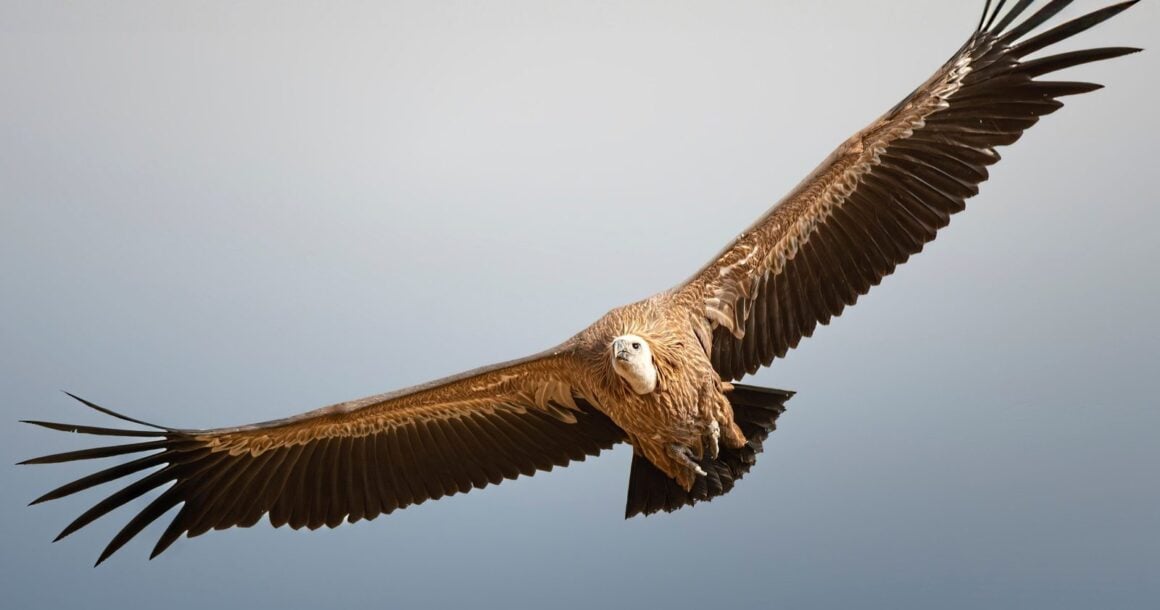 Ein Gänsegeier gleitet mit ausgebreiteten Flügeln durch den Himmel