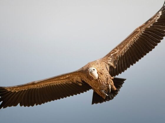 Ein Gänsegeier gleitet mit ausgebreiteten Flügeln durch den Himmel