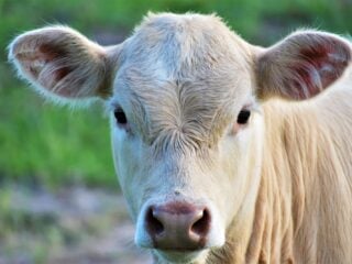 Ein junges helles Kalb blickt direkt in die Kamera