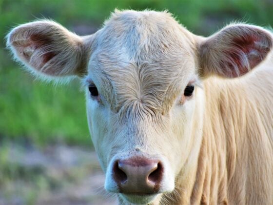 Ein junges helles Kalb blickt direkt in die Kamera