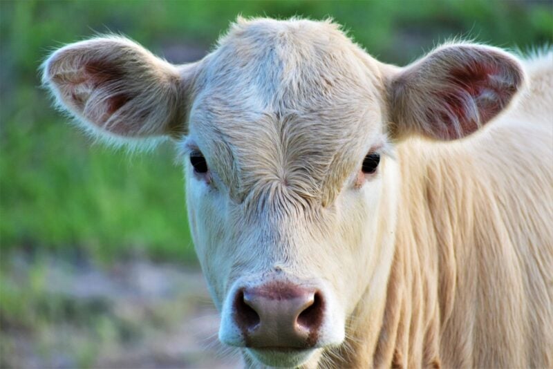 Ein junges helles Kalb blickt direkt in die Kamera
