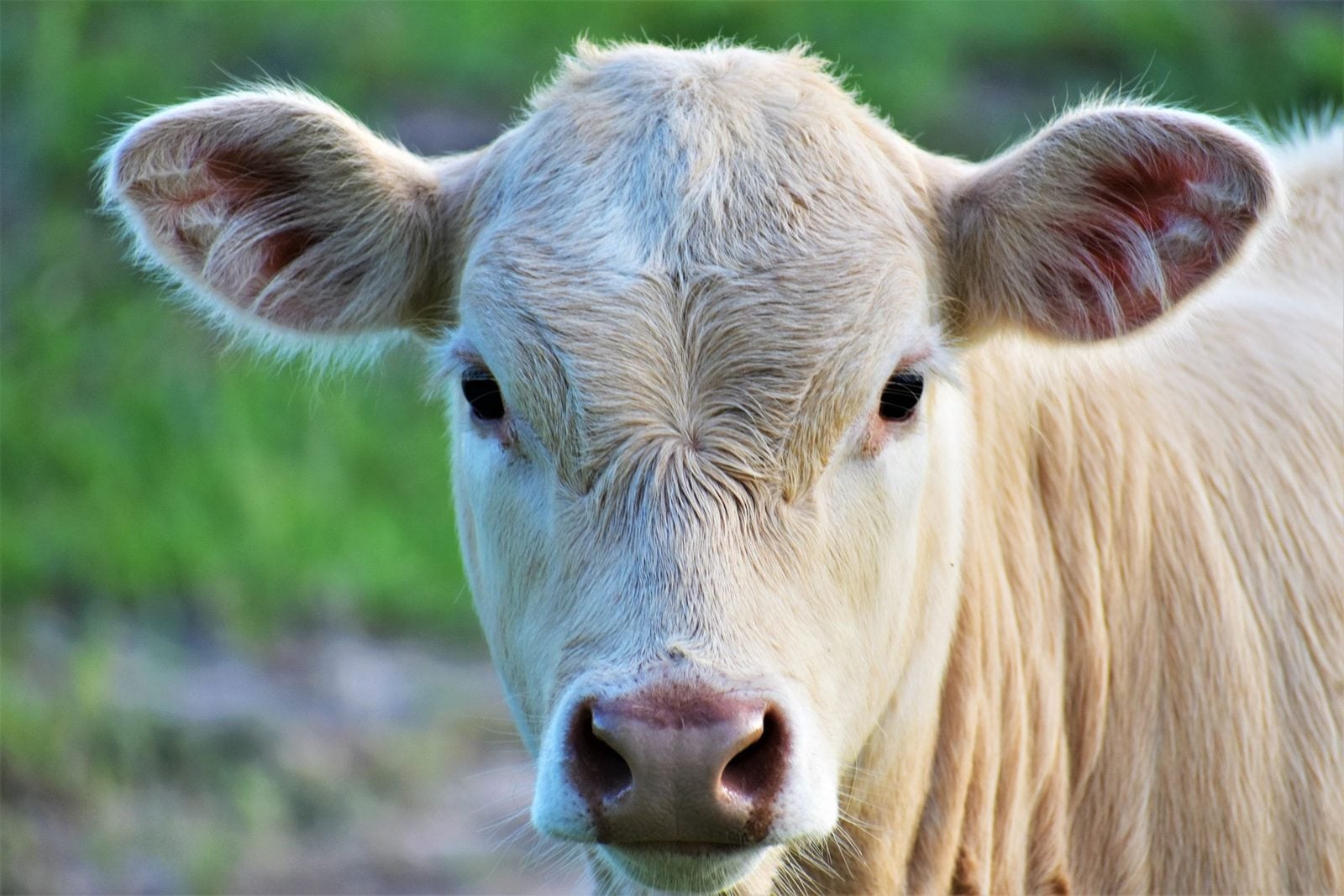 Ein junges helles Kalb blickt direkt in die Kamera