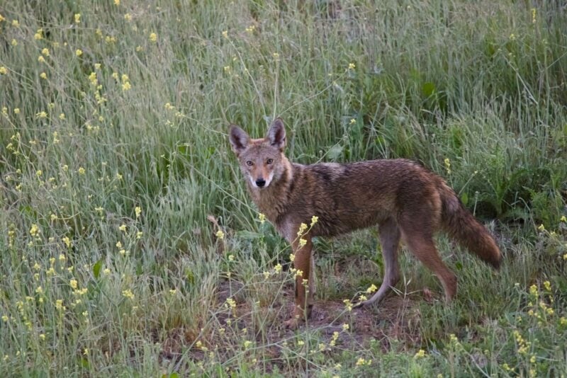 Ein wilder Kojote steht in einer Wiese mit gelben Wildblumen und blickt aufmerksam direkt in die Kamera