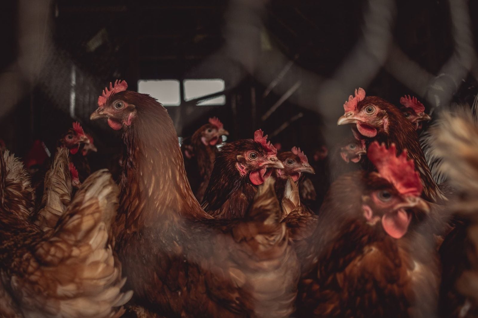 Brown laying hens behind a wire fence in a barn