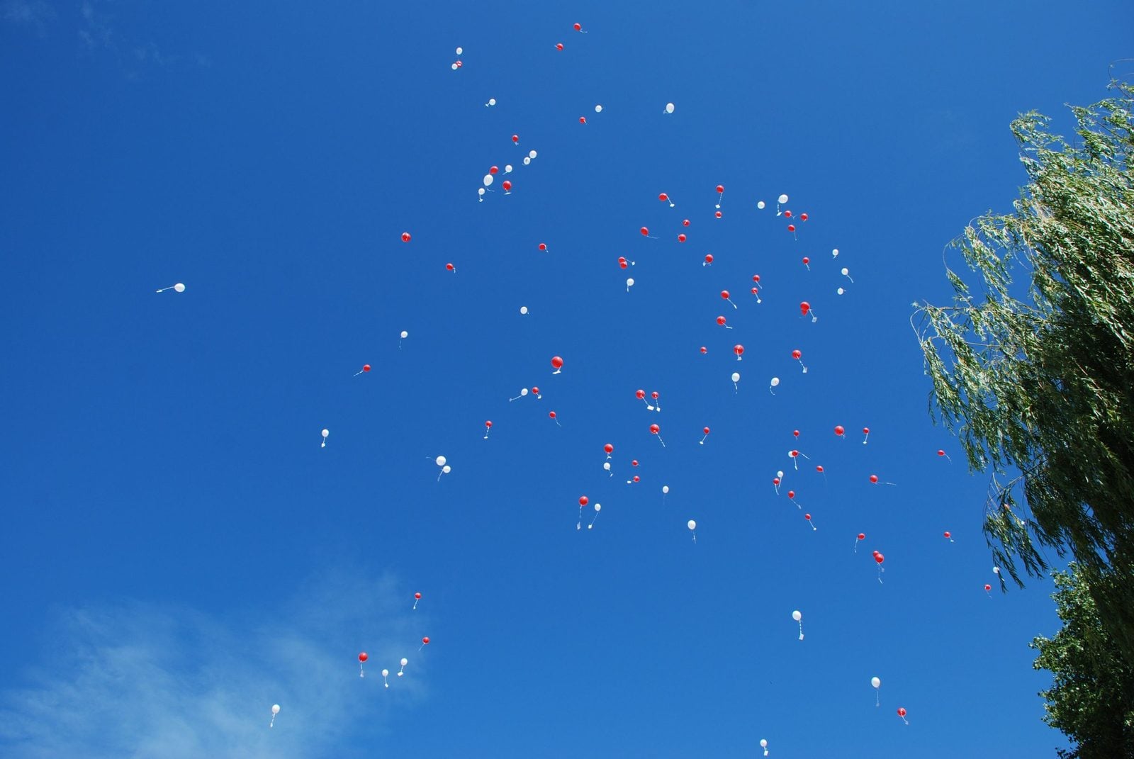 Many red and white balloons rising into a blue sky