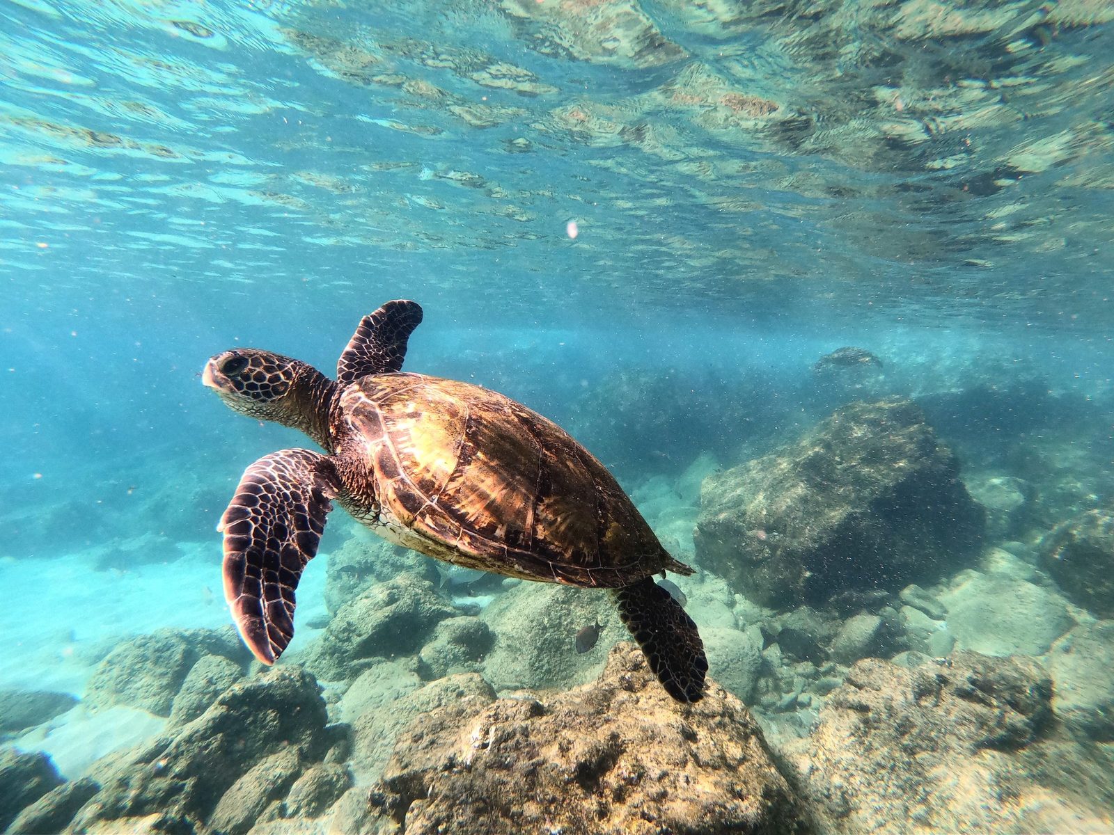 A sea turtle swims over a rocky reef in clear water