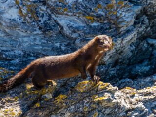 Ein wild lebender Amerikanischer Nerz steht auf einem Felsen
