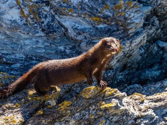 Ein wild lebender Amerikanischer Nerz steht auf einem Felsen