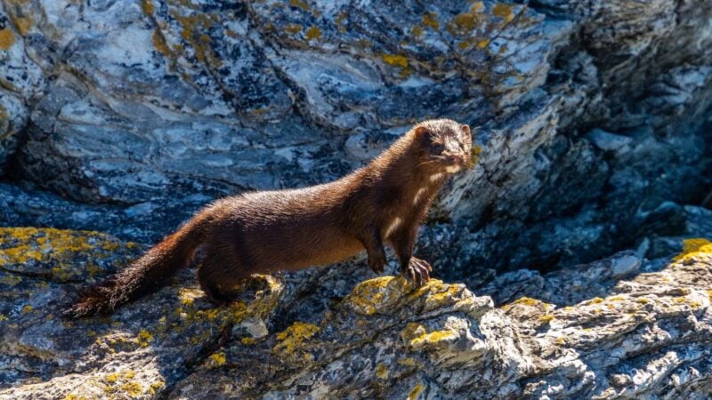 Ein wild lebender Amerikanischer Nerz steht auf einem Felsen