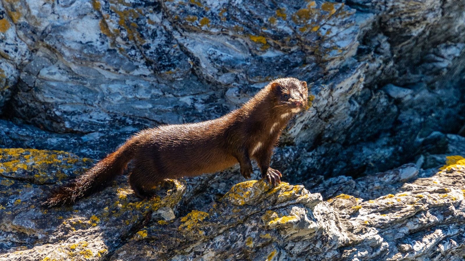 Ein wild lebender Amerikanischer Nerz steht auf einem Felsen