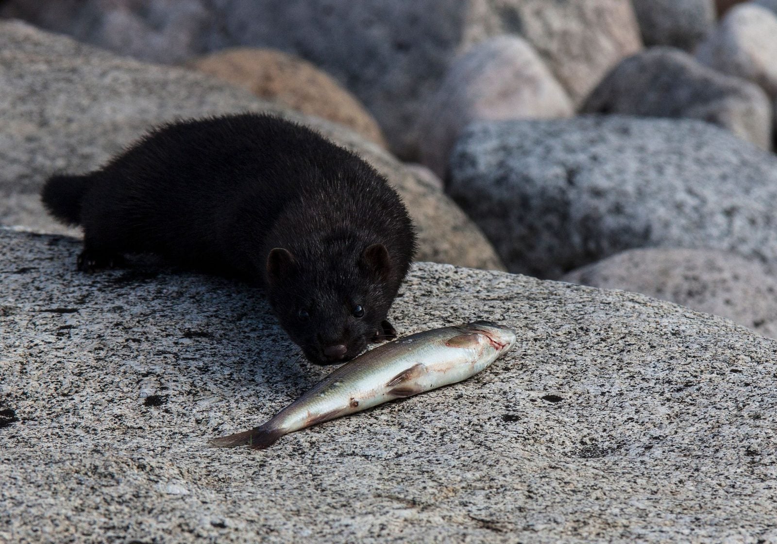 Ein schwarzer Nerz liegt auf einem Felsen am Ufer neben einem gefangenen Fisch